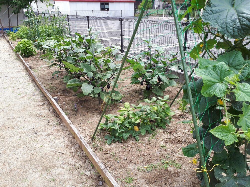 家庭菜園 ブログ 匠家 Shoya 匠がつくる 優しく快適な木の家 山梨県笛吹市の工務店